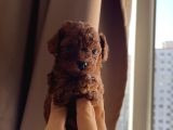 Redbrown Kore Teacup Poodle Bebekler