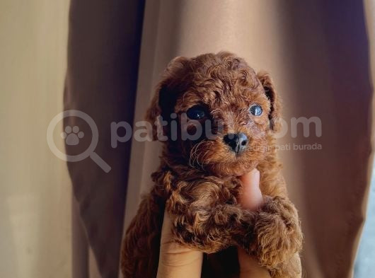 Redbrown Kore Teacup Poodle Bebekler görsel
