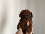 Redbrown Kore Teacup Poodle Bebekler