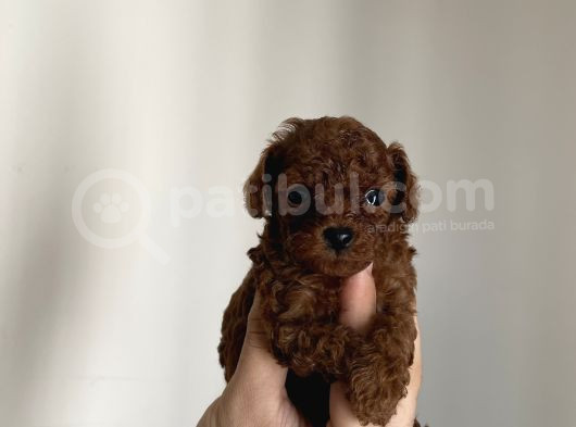 Redbrown Kore Teacup Poodle Bebekler görsel