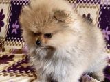 Teacup Boo Prensesi̇mi̇z