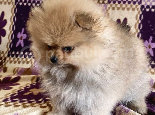 Teacup Boo Prensesi̇mi̇z görsel