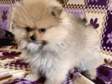 Teacup Boo Prensesi̇mi̇z