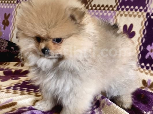 Teacup Boo Prensesi̇mi̇z görsel