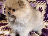 Teacup Boo Prensesi̇mi̇z