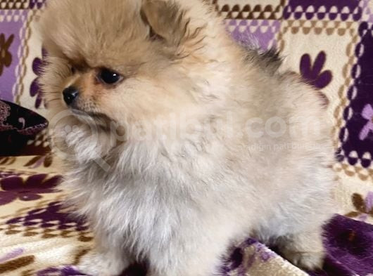 Teacup Boo Prensesi̇mi̇z görsel