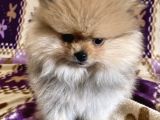 Teacup Boo Prensesi̇mi̇z
