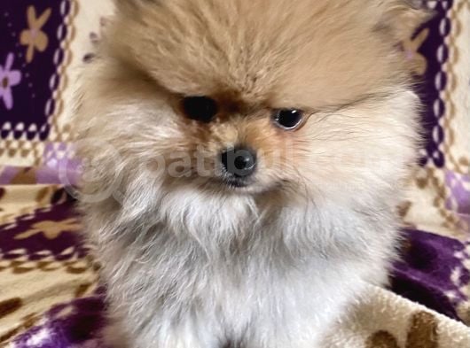 Teacup Boo Prensesi̇mi̇z görsel