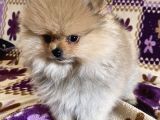 Teacup Boo Prensesi̇mi̇z