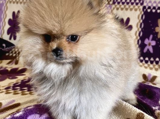 Teacup Boo Prensesi̇mi̇z görsel