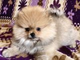 Teacup Boo Prensesi̇mi̇z
