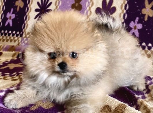 Teacup Boo Prensesi̇mi̇z görsel