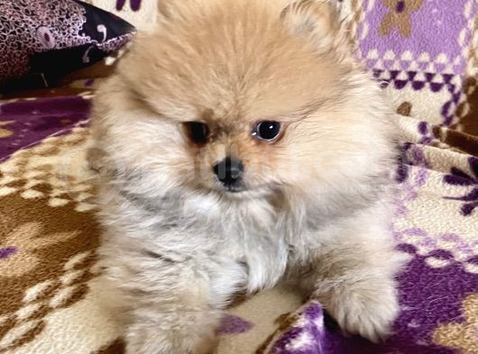 Teacup Boo Prensesi̇mi̇z görsel