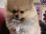 Teacup Boo Prensesi̇mi̇z