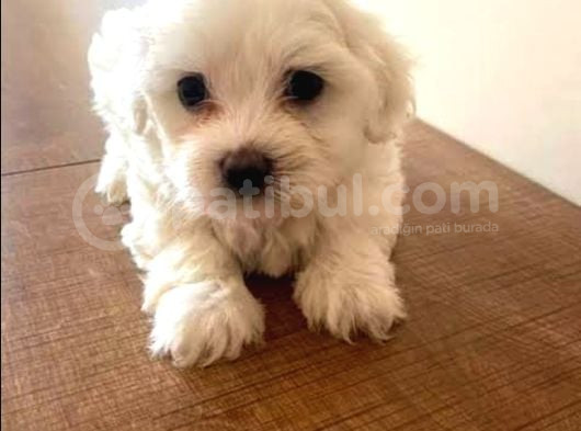 A Kalite Maltese Terrier Yavrularımız görsel