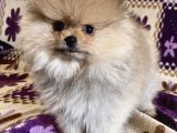 TEACUP BOO PRENSESİMİZ