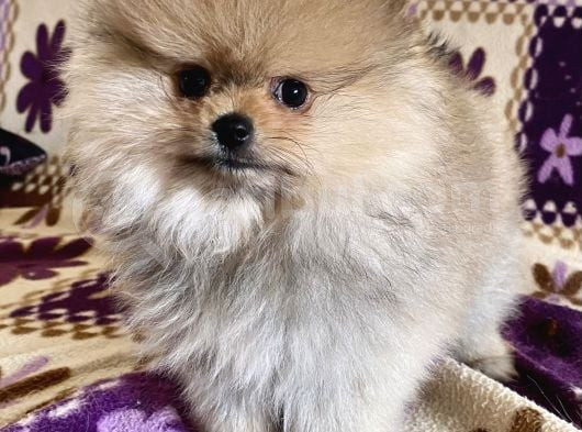 Teacup Boo Prensesi̇mi̇z