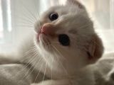 Scottish Fold Yavrum