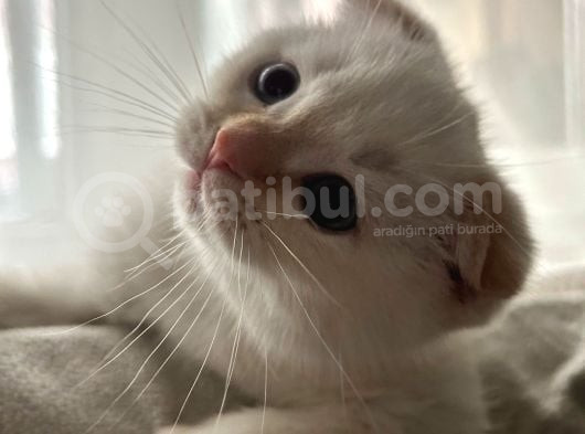 Scottish Fold Yavrum görsel