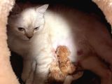 british shorthair cream tabby