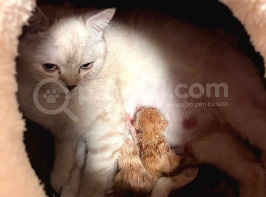 British Shorthair Cream Tabby