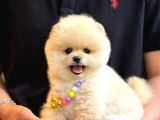 Pomerıan Boo Yavrularımız