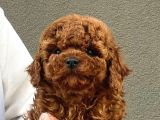 Toy Poodle Yavrularımız