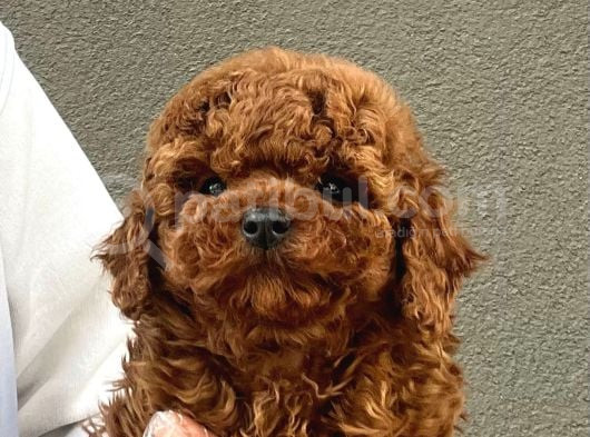 Toy Poodle Yavrularımız görsel