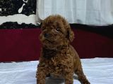 Toy Poodle Yavrularımız