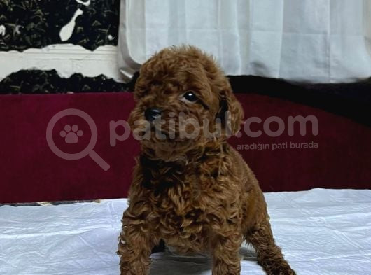 Toy Poodle Yavrularımız görsel