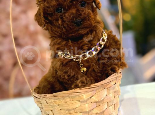 Hayatınıza Neşe Katacak Toy Poodle Yavrusu Sizi Bekliyor görsel