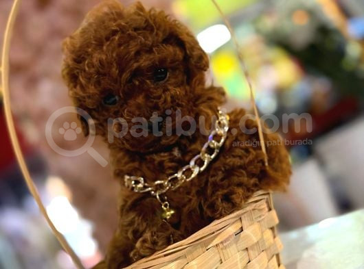 Hayatınıza Neşe Katacak Toy Poodle Yavrusu Sizi Bekliyor