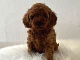Sağlık Ve Irk Garantili Toy Poodle