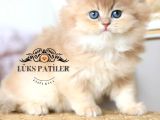 İpeksi Tüylü Gri British Longhair Ny11