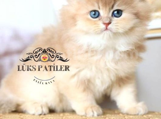 İpeksi Tüylü Gri British Longhair Ny11 görsel