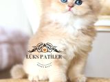 İpeksi Tüylü Gri British Longhair Ny11