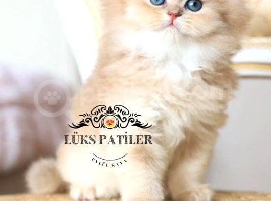 İpeksi Tüylü Gri British Longhair Ny11 görsel