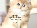 İpeksi tüylü Gri British Longhair NY11