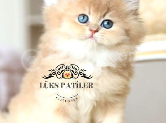 İpeksi Tüylü Gri British Longhair Ny11