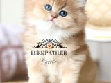 İpeksi Tüylü Gri British Longhair Ny11