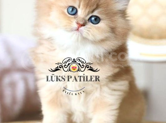 İpeksi Tüylü Gri British Longhair Ny11 görsel