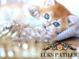 Işıltılı Golden British Shorthair NY11