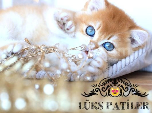 Işıltılı Golden British Shorthair Ny11