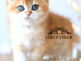 Işıltılı Golden British Shorthair Ny11