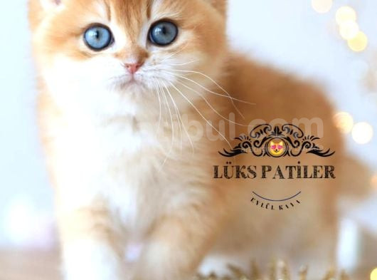Işıltılı Golden British Shorthair Ny11 görsel