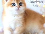 Işıltılı Golden British Shorthair Ny11