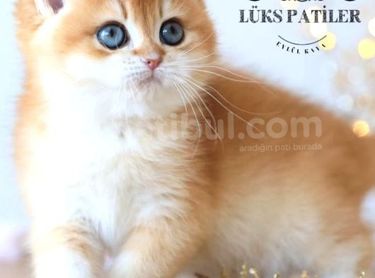 Işıltılı Golden British Shorthair Ny11 görsel