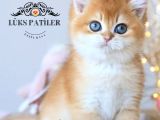 Işıltılı Golden British Shorthair Ny11
