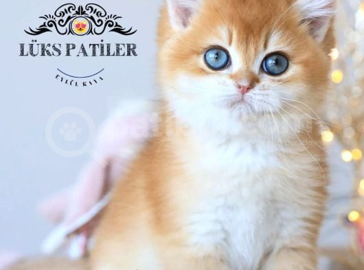 Işıltılı Golden British Shorthair Ny11 görsel