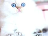 Silver Point British Longhair
